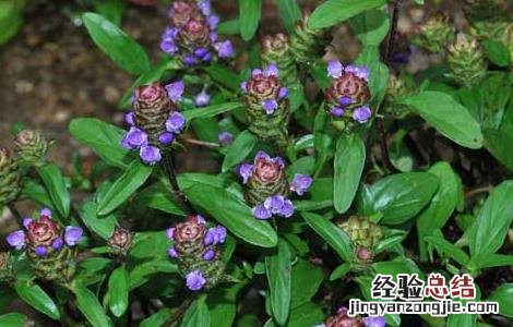 孕妇能吃夏枯草吗? 孕妇能吃夏枯草吗