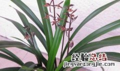 墨兰的养殖方法和注意事项怎么浇水 水养墨兰的养殖方法和注意事项
