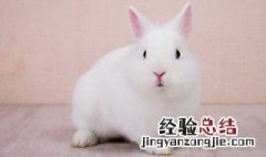 兔肝不能和什么一起吃呢 兔肝不能和什么一起吃