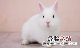 兔肝不能和什么一起吃呢 兔肝不能和什么一起吃