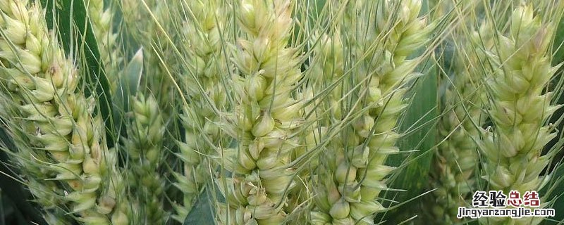 小麦种子成熟过程中干重变化原因 小麦种子成熟过程中干重变化