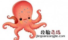 八爪鱼的营养价值是什么 八爪鱼有哪些营养价值