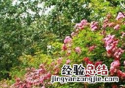 蔷薇花的养殖方法 蔷薇花图片和养殖技巧
