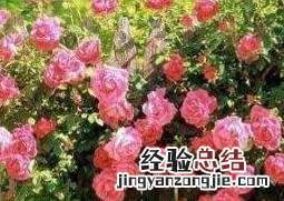 蔷薇花的养殖方法 蔷薇花图片和养殖技巧