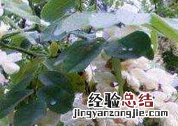 槐树花的功效与作用 槐树花的功效与作用槐树花茶