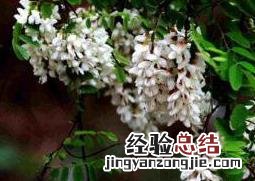 槐树花的功效与作用 槐树花的功效与作用槐树花茶