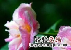 木芙蓉花的养殖方法和注意事项 木芙蓉花的养殖方法