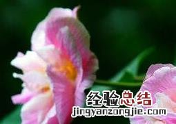 木芙蓉花的养殖方法和注意事项 木芙蓉花的养殖方法