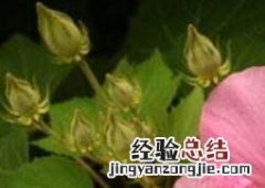 木芙蓉图片 单瓣木芙蓉图片