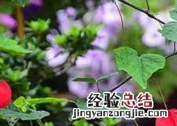 风铃草花有毒吗 蔓性风铃花有没有毒