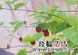 风铃草花有毒吗 蔓性风铃花有没有毒