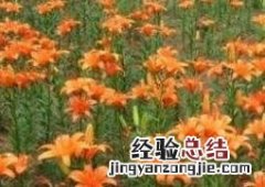 百合花怎么种植 百合怎么种
