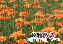 百合花怎么种植 百合怎么种