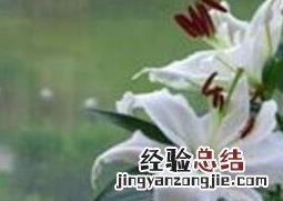 百合花怎么种植 百合怎么种