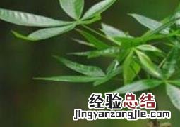 发财树怎么养才茂盛,怎么浇水 发财树怎么养才茂盛