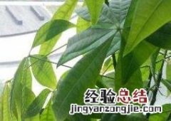 发财树怎么养才茂盛,怎么浇水 发财树怎么养才茂盛