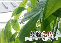 发财树怎么养才茂盛,怎么浇水 发财树怎么养才茂盛