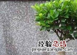 榕树盆景怎么养 人参榕树盆景怎么养