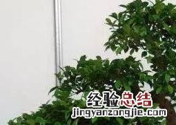 榕树盆景怎么养 人参榕树盆景怎么养
