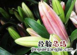 鲜花百合花怎么养水里 鲜花百合花怎么养水里不长虫