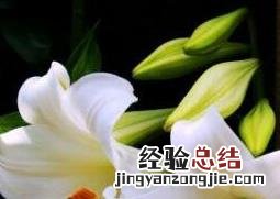 鲜花百合花怎么养水里 鲜花百合花怎么养水里不长虫
