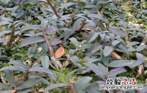 铁皮石斛生的可以吃吗 铁皮石斛能生吃吗