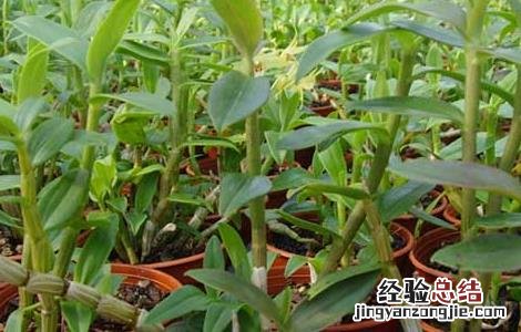 铁皮石斛生的可以吃吗 铁皮石斛能生吃吗