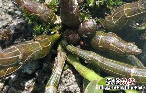 孕妇可不可以吃铁皮石斛 孕妇能不能吃铁皮石斛