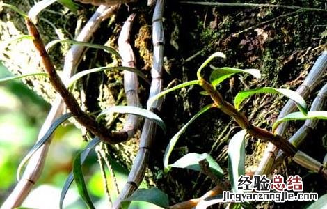 孕妇可不可以吃铁皮石斛 孕妇能不能吃铁皮石斛