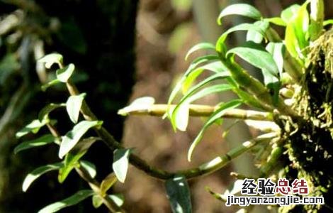 孕妇可不可以吃铁皮石斛 孕妇能不能吃铁皮石斛