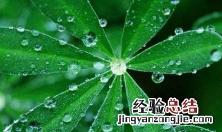 谷雨节气适合钓鱼吗 谷雨节气怎么钓鲫鱼