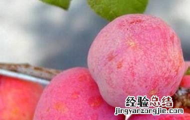 柰子和李子的区别是什么 柰子和李子的区别