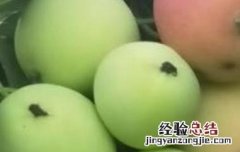 柰子和李子的区别是什么 柰子和李子的区别