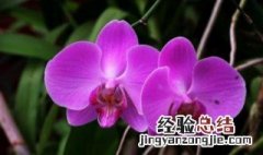 蝴蝶兰开花后花梗剪掉 蝴蝶兰开花结束了花梗要剪掉吗?