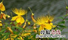 连翘的生长周期 连翘的生长环境