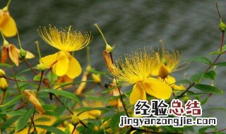 连翘的生长周期 连翘的生长环境