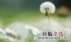 蒲公英象征的人生意义 关于蒲公英象征的人生意义