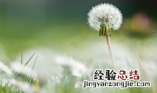 蒲公英象征的人生意义 关于蒲公英象征的人生意义