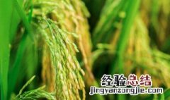 我国现存最早总结江南水稻的著作是什么 陈旉农书简介