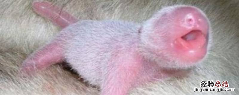 刚生出来的小熊猫是什么颜色的 刚出生的小熊猫是什么颜色的