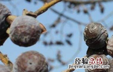 小柿子软枣的功效与作用及食用方法 小柿子软枣的功效与作用及食用方法及禁忌