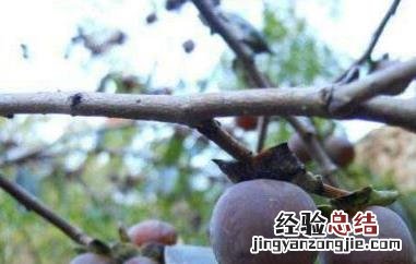 小柿子软枣的功效与作用及食用方法 小柿子软枣的功效与作用及食用方法及禁忌