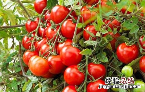 孕妇可以吃圣女果吗孕晚期 孕妇可以吃圣女果吗