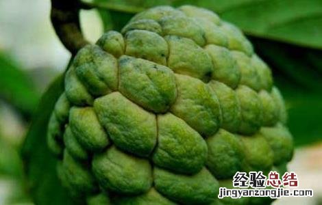孕妇可以吃番荔枝吗? 孕妇可以吃番荔枝吗