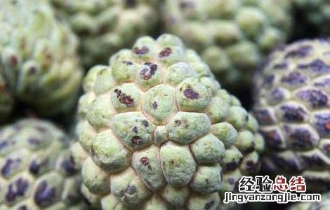 孕妇可以吃番荔枝吗? 孕妇可以吃番荔枝吗