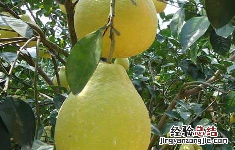 孕初期可以吃沙田柚吗 孕妇能吃沙田柚吗