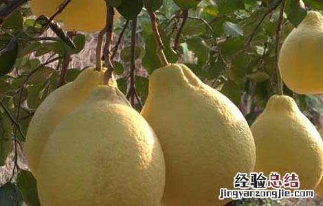 孕初期可以吃沙田柚吗 孕妇能吃沙田柚吗