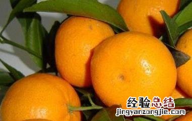 蜜桔的功效与作用 蜜桔的功效与作用禁忌