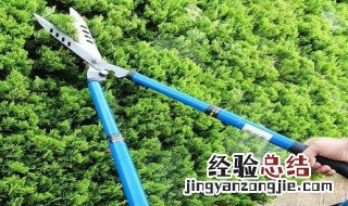 修剪苗木口诀顺口溜 修剪苗木口诀