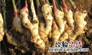 冬天大批量生姜土埋如何存放 生姜埋土里保存可以吗?
